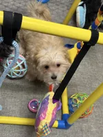 Rusty, a male Morkie for sale in Norfolk, NE – Photo 4 of 7