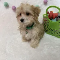 Rusty, a male Morkie for sale in Norfolk, NE – Photo 7 of 7