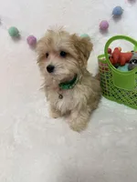 Rusty, a male Morkie for sale in Norfolk, NE – Photo 7 of 7