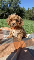 Finn, a male Cavapoo for sale in Norfolk, NE – 5 of 8