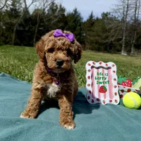 Purple, a female Miniature Goldendoodle for sale in Norfolk, NE – Photo 3 of 8