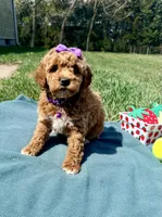 Purple, a female Miniature Goldendoodle for sale in Norfolk, NE – Photo 7 of 8