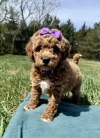 Purple, a female Miniature Goldendoodle for sale in Norfolk, NE – Photo 1 of 8