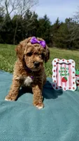 Purple, a female Miniature Goldendoodle for sale in Norfolk, NE – Photo 6 of 8