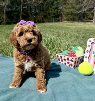 Purple, a female Miniature Goldendoodle for sale in Norfolk, NE – Photo 4 of 8