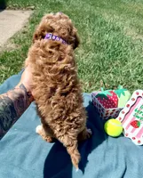 Purple, a female Miniature Goldendoodle for sale in Norfolk, NE – Photo 8 of 8