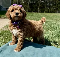 Purple, a female Miniature Goldendoodle for sale in Norfolk, NE – Photo 2 of 8