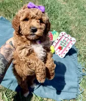 Purple, a female Miniature Goldendoodle for sale in Norfolk, NE – Photo 5 of 8