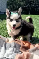 GiGi, a female Pomsky for sale in Norfolk, NE – 2 of 8