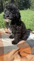 Drew, a male Havapoo for sale in Norfolk, NE – 7 of 9