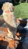 Ty, a male Maltipoo and Shih Tzu for sale in Norfolk, NE – 4 of 9
