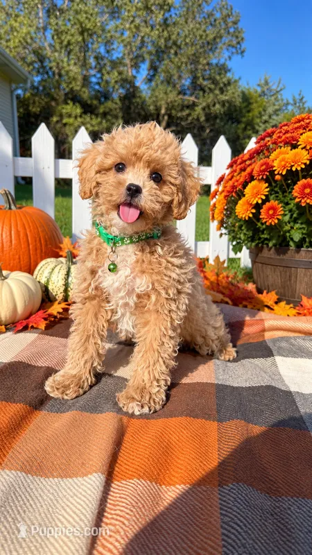 Finley – Maltipoo, Shih Tzu puppy for sale in Norfolk, NE