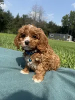 Mac, a male Cavapoo for sale in Norfolk, NE – 5 of 8