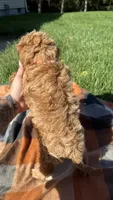 Finn, a male Cavapoo for sale in Norfolk, NE – 7 of 8