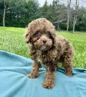 Sammy, a male Shihpoo for sale in Norfolk, NE – 3 of 10