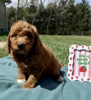 Dark Green , a male Miniature Goldendoodle for sale in Norfolk, NE – Photo 3 of 5