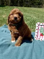 Dark Green , a male Miniature Goldendoodle for sale in Norfolk, NE – Photo 4 of 5