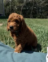 Dark Green , a male Miniature Goldendoodle for sale in Norfolk, NE – Photo 2 of 5