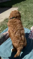 Dark Green , a male Miniature Goldendoodle for sale in Norfolk, NE – Photo 5 of 5