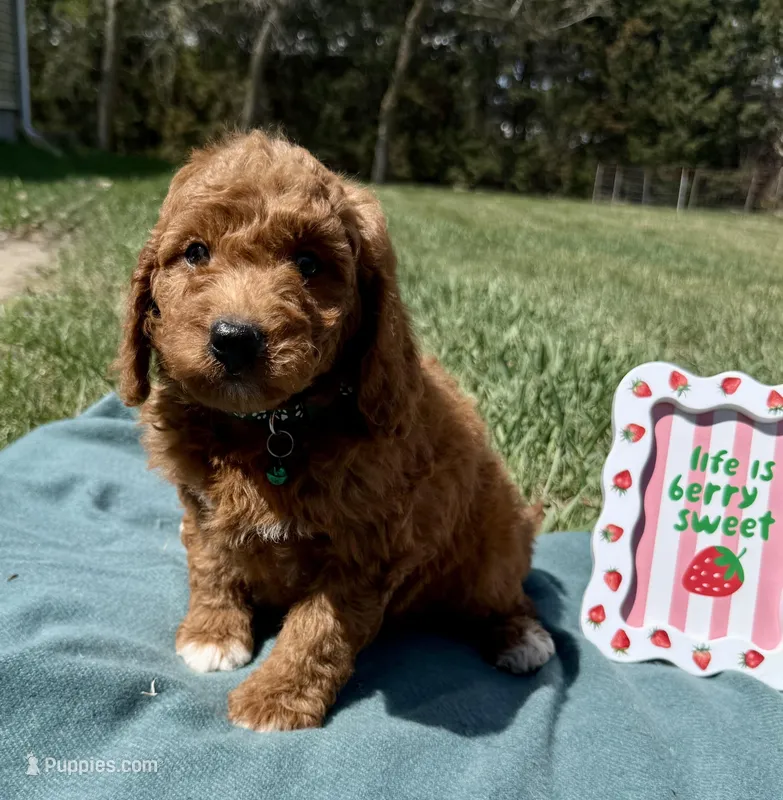 Dark Green  – Miniature Goldendoodle puppy for sale in Norfolk, NE