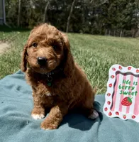 Dark Green , a male Miniature Goldendoodle for sale in Norfolk, NE – Photo 1 of 5