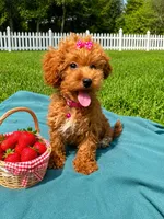 Savvy, a female Havapoo for sale in Norfolk, NE – 1 of 5