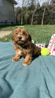 Molly , a female Havanese for sale in Norfolk, NE – 2 of 6