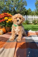 Finley, a male Maltipoo and Shih Tzu for sale in Norfolk, NE – 3 of 4