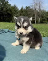 Blue, a male Pomsky for sale in Norfolk, NE – 4 of 10