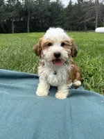Garrett , a male Havanese for sale in Norfolk, NE – 5 of 10