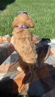 Lottie, a female Cavapoo for sale in Norfolk, NE – 10 of 10