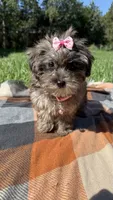 Princess , a female Havapoo for sale in Norfolk, NE – 4 of 6