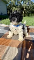 Cam, a male Maltipoo and Shih Tzu for sale in Norfolk, NE – 6 of 7