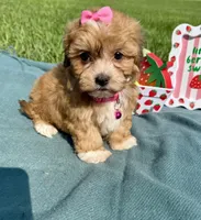 Gemma, a female Havanese for sale in Norfolk, NE – 8 of 8