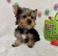 Petter , a male Yorkshire Terrier for sale in Norfolk, NE – Photo 5 of 5
