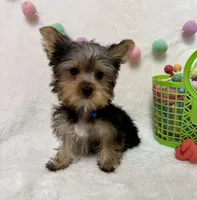 Petter , a male Yorkshire Terrier for sale in Norfolk, NE – Photo 3 of 5