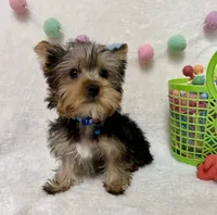Petter , a male Yorkshire Terrier for sale in Norfolk, NE – Photo 4 of 5