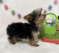 Petter , a male Yorkshire Terrier for sale in Norfolk, NE – Photo 2 of 5