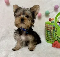 Petter , a male Yorkshire Terrier for sale in Norfolk, NE – Photo 1 of 5