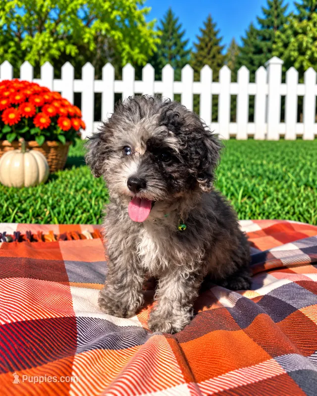 Duke – Havapoo puppy for sale in Norfolk, NE