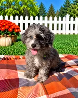 Duke, a male Havapoo for sale in Norfolk, NE – 1 of 7