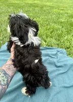 Thomas, a male Havanese for sale in Norfolk, NE – 6 of 6