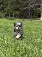 Amber, a female Shihpoo for sale in Norfolk, NE – 2 of 7