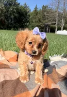 Lottie, a female Cavapoo for sale in Norfolk, NE – 6 of 10