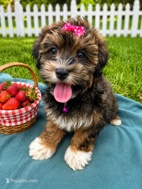 Addie  – Havanese puppy for sale in Norfolk, NE