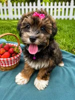 Addie , a female Havanese for sale in Norfolk, NE – 1 of 9
