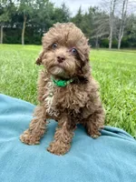 Sammy, a male Shihpoo for sale in Norfolk, NE – 4 of 10