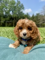 Mac, a male Cavapoo for sale in Norfolk, NE – 4 of 8