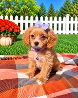 Lottie, a female Cavapoo for sale in Norfolk, NE – 2 of 10