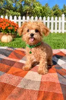 Conner , a male Maltipoo for sale in Norfolk, NE – 3 of 4